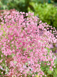 Gypsophila paniculata Rose (Gipskräuter)