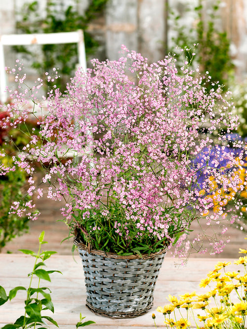 Gypsophila paniculata Rose (Gipskräuter) online kaufen bei DutchGrown™