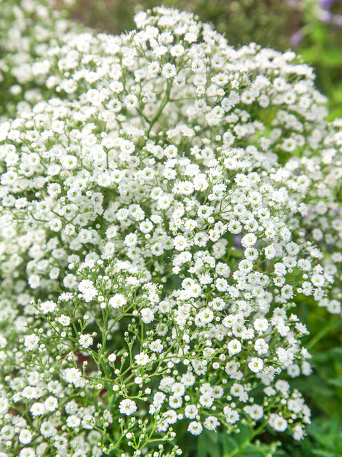 Gypsophila paniculata White (Gipskräuter)