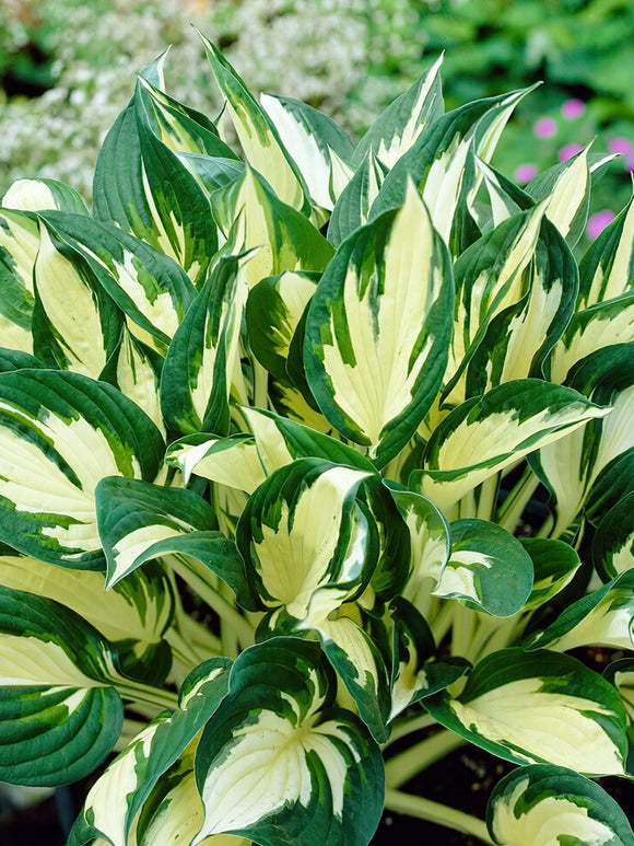 Kaufen Sie Hosta 'Fire and Ice' in Spitzengröße aus Holland