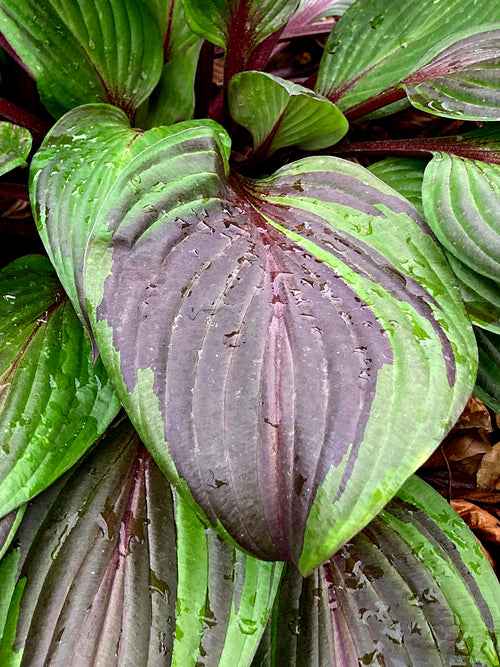 Hosta RED NINJA ('Nk2021') für Beete und Kübel