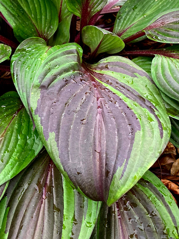 Hosta RED NINJA ('Nk2021') für Beete und Kübel