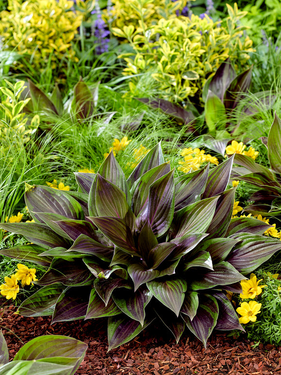 Hosta RED NINJA ('Nk2021') Blattschmuckstaude online bestellen