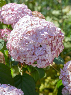 Hortensie Candybelle Bubblegum