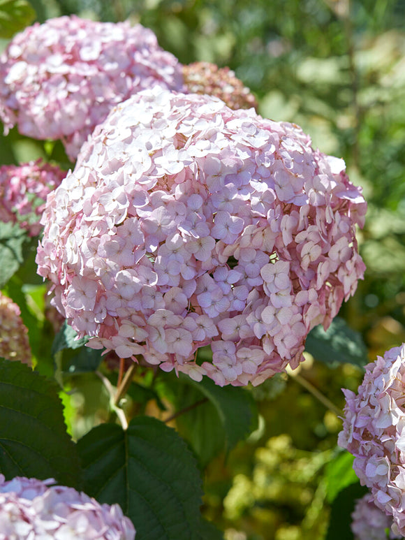 Hortensie Candybelle Bubblegum