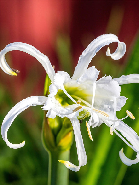 Hymenocallis Festalis Zwanenburg | Duftende Spinnenlilien Blumenzwiebeln