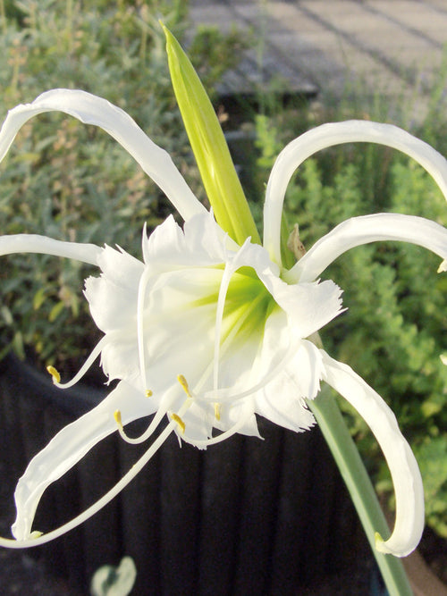 Hymenocallis Festalis Zwanenburg | Duftende Spinnenlilien Blumenzwiebeln bestellen