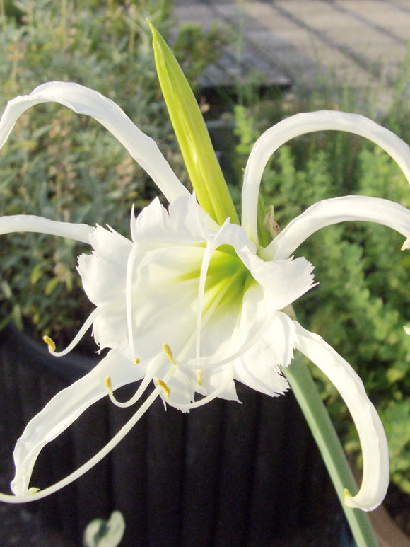 Hymenocallis Festalis Zwanenburg | Duftende Spinnenlilien Blumenzwiebeln bestellen