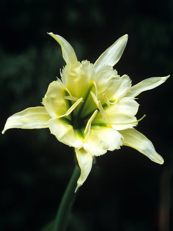 Hymenocallis Sulphur Queen kaufen | Spinnenlilien Zwiebeln