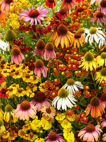 Indian Summer Mischung