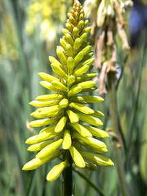 Fackellilie Citrina (Kniphofia)