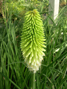 Fackellilie Ice Queen (Kniphofia)