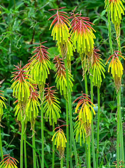 Fackellilie Rufa Rasta (Kniphofia)