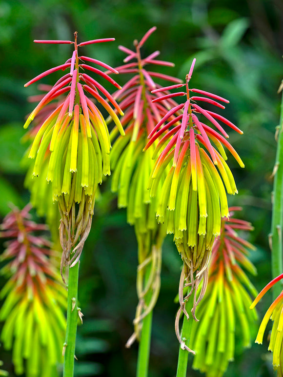 Fackellilie Rufa Rasta (Kniphofia)