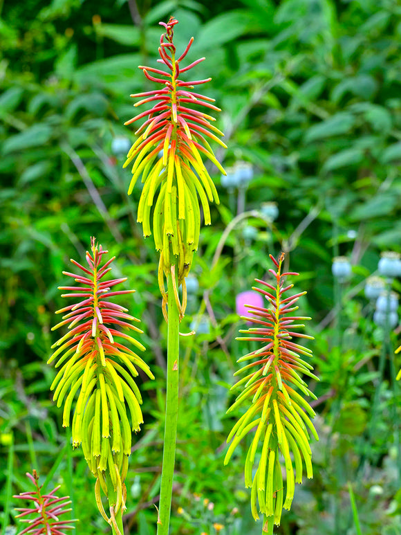 Fackellilie Rufa Rasta (Kniphofia)