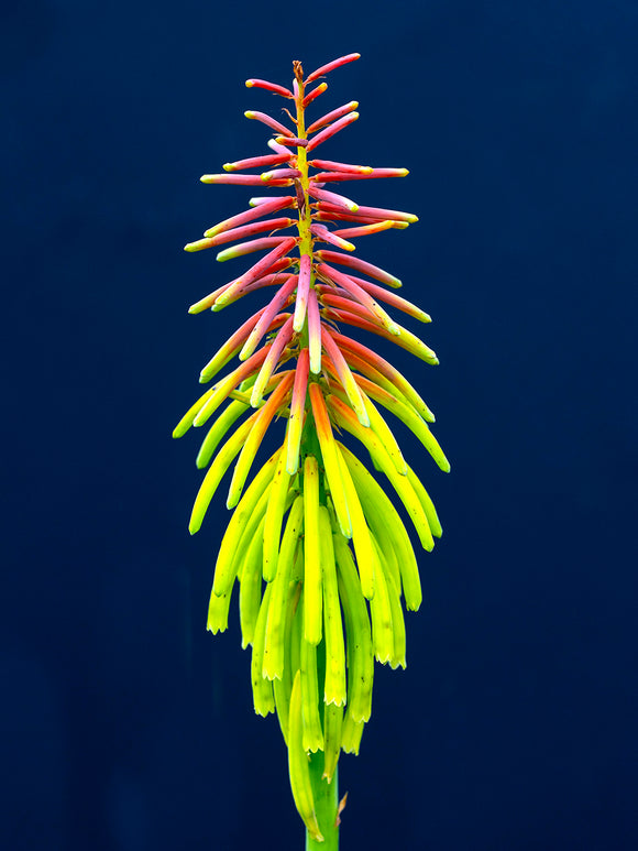Fackellilie Rufa Rasta (Kniphofia)