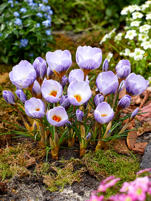 Krokus Blue Marlin bringt elegante Farben in den Frühlingsgarten
