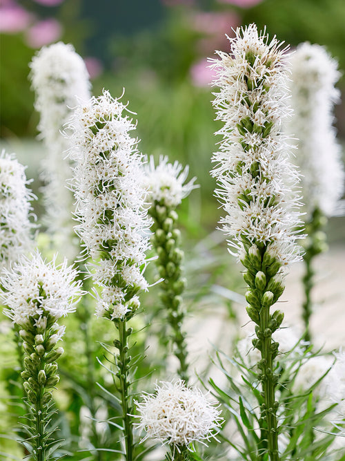 kaufen Liatris Spicata Alba