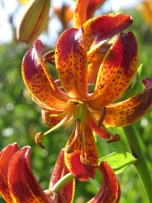 Lilium martagon 'Arabian Knight' kaufen