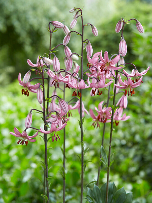 Lilium martagon 'Candy Morning' lelien zwiebeln
