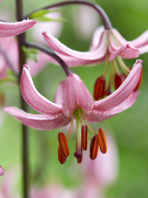 Lilium martagon 'Sunny Morning' (Türkenbundlilie)