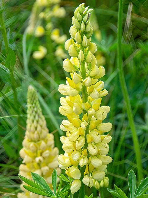 Kaufen Lupine Chandelier (Lupinus)