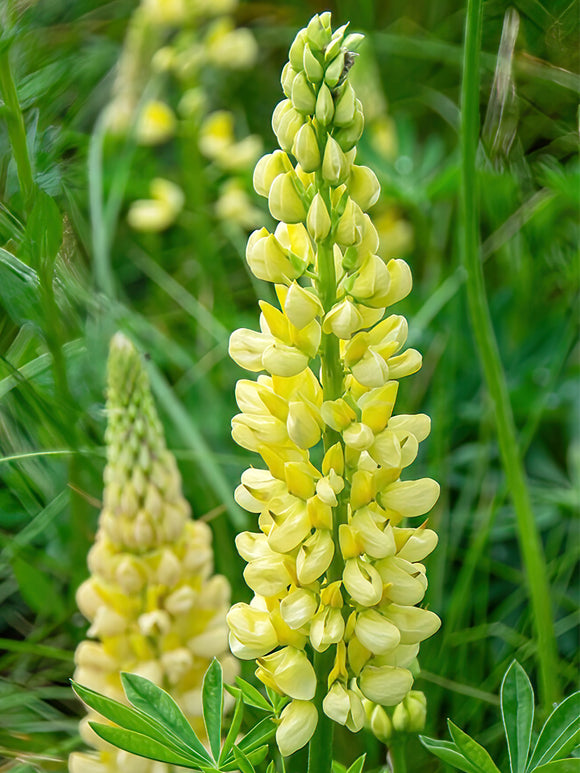 Kaufen Lupine Chandelier (Lupinus)