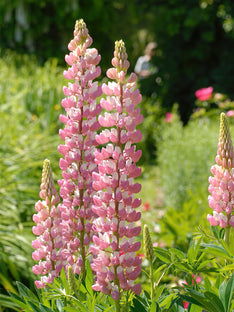 Lupine The Chatelaine