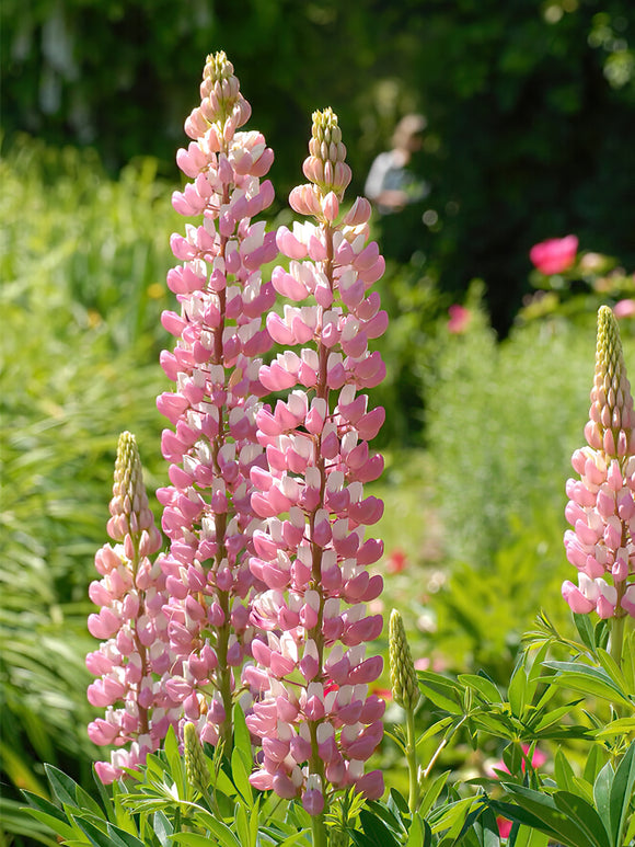 Kaufen Lupinus The Chatelaine | DutchGrown™