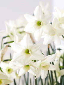 Zwergnarzisse Polar Hunter