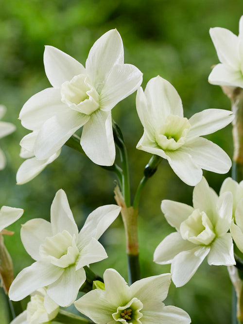 Narcissus Polar Hunter mehrere Blüten pro Stiel