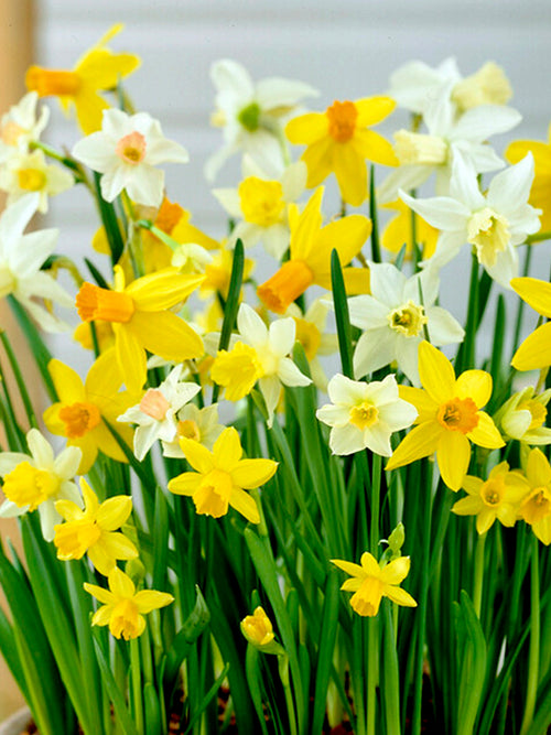 Zwergnarzissenmischung Rockgarden