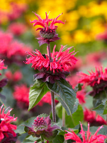 Monarda Bee Happy (Indianernessel)