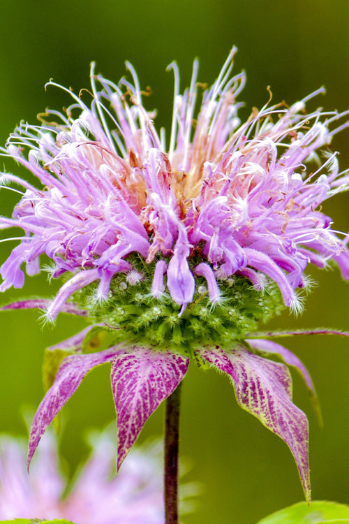 Monarda Cranberry Lace Monarda - Indianernessel Pflanzen kaufen