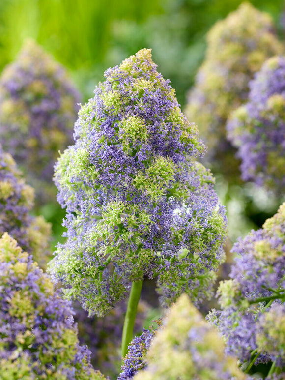 Traubenhyazinthe Fantasy Creation (Muscari)