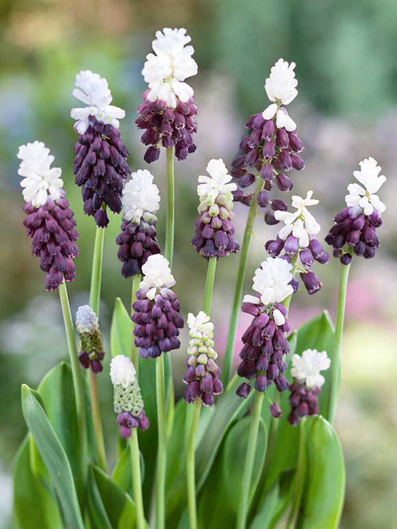 Muscari Grape Ice (Traubenhyazinthe)