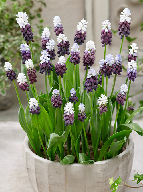 Kaufen Muscari Grape Ice (Traubenhyazinthe)