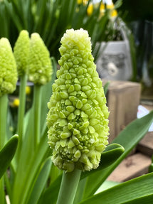 Traubenhyazinthe Lady Madonna (Muscari)