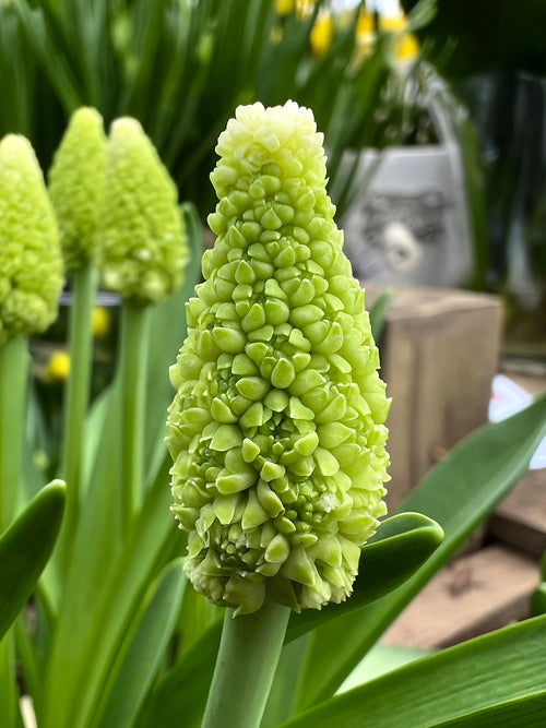 Traubenhyazinthe Lady Madonna (Muscari)