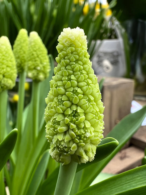 Traubenhyazinthe Lady Madonna (Muscari)