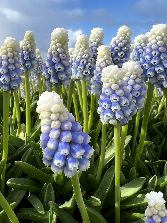 Traubenhyazinthe Mountain Lady (Muscari)