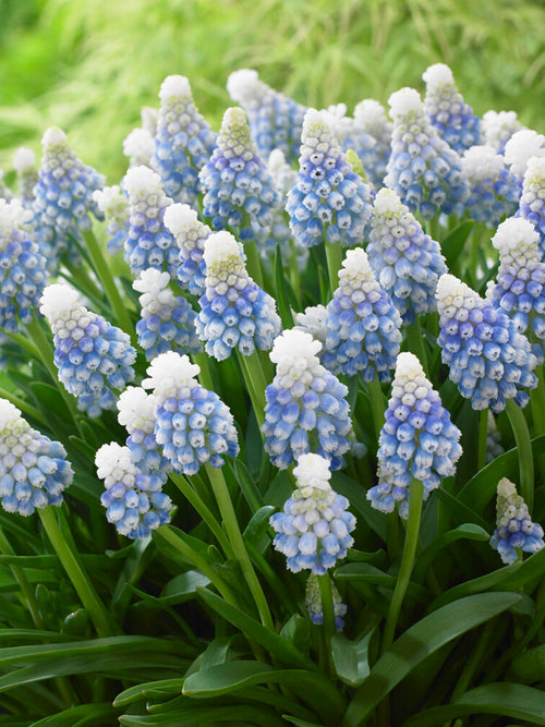 Nahaufnahme von Muscari ‘Mountain Lady’ mit zweifarbigen Blüten in Hell- und Dunkelblau im Frühlingsgarten.