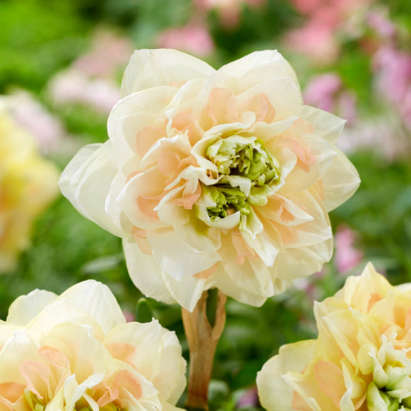 Narzisse Pom Pom Rose - Narzissenzwiebeln