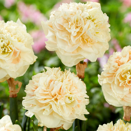 Narzisse Pom Pom Rose - Narzissenzwiebeln kaufen