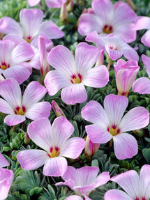 Oxalis Adenophylla (Silber-Klee)