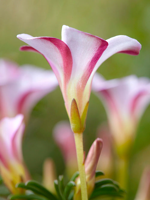 Oxalis Autumn Pink blumenzwiebeln