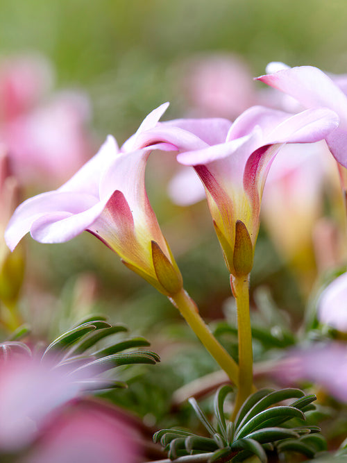 Südafrikanischer Zierklee Oxalis Autumn Pink