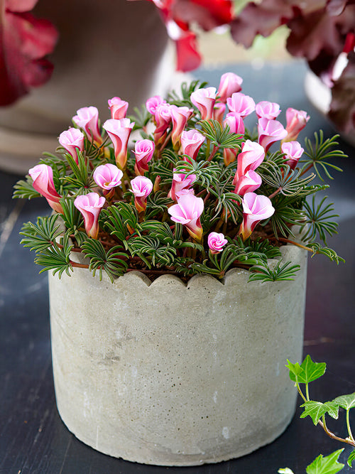 Südafrikanischer Zierklee Oxalis Autumn Pink bestellen