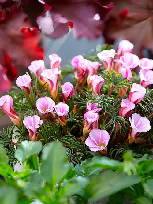 Oxalis Autumn Pink Zierklee mit kleinen rosa Kelchblütchen
