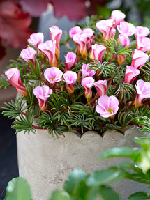 Oxalis Autumn Pink (Sauerklee)